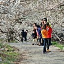 순천향매실마을 이미지