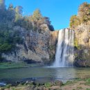 2024년 8월 10일 (토) – Hunua Falls & Gorge Track (소나무 숲) 이미지