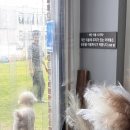 배화유치원 | [고양시 애견카페] 행복하게 해줄개｜천연잔디 뛰뛰 | 수영장 오픈