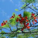 Flametree_ 이미지