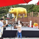 진안 인삼재배 문화 이미지