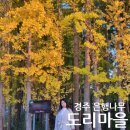 도리내마을 | 경주 단풍명소 도리마을 은행나무 황금빛 포토존