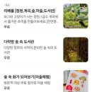 성주펜션아트빌리지3 | 대구근교 성주 카페 리베볼 수국 예쁘고 계곡이 있어 아이와 가볼만한곳