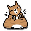 대구 고양이 미용 밀꼬냥 이미지