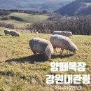 행복한목장 | [강릉가볼만한곳] 대관령 양떼목장 아이랑 겨울 방문후기