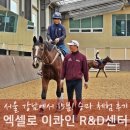 분당승마클럽 | 서울 근교 승마체험 엑셀로 이콰인에서 승마 배우기