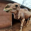 낙타와돌고래 이미지