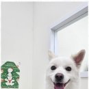 미소애견샵 이미지