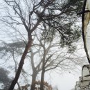 산안개 농장 네이버블로그