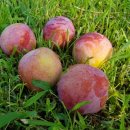 도담농원 이미지