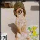 이쁘지요 이미지