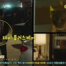 상상고양이 | 상상고양이 복길이만 있냐? 우리집 마루코도 있다 ( 상상고양이 고양이용품)