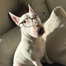 바우와우 이미지