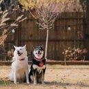 빵귤맨숀 이미지