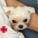 몽몽솔솔 이미지