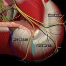 Movement Impairment Syndromes of the Scapula. 견갑골의 움직임 장애와 관련된 질환의 이해를 위한 기능해부학 이미지