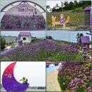 황금역 입구(교통섬) | 💜 2026 신안 퍼플섬 라벤더축제 총정리. 개화시기·가는법·여행코스