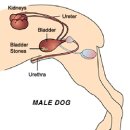 24시마음든든동물병원 이미지