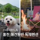 힐링위드독 이미지