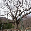 ＜200名山＞- 창원 김해 굴암산(窟岩山)~성흥사~느티나무 220년 보호수 이미지
