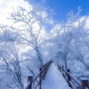 발왕산 케이블카 타고 천년주목숲길 설경 이미지