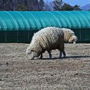 지산목장 이미지