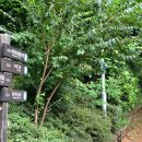 서리풀길 35 이미지