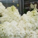 새만금꽃화원 이미지