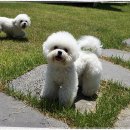 미니퍼피 이미지