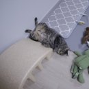 강아지랑 고양이 | 파미야 강아지쿨매트 후기｜고양이도 반한 애견쿨매트 여름필수템