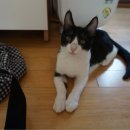 그루밍차차 이미지