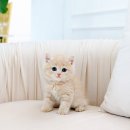 분당고양이분양 고사남 이미지