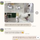 하남유치원 | 하남감일애견유치원 추천 - 멍클래스 3개월차 내돈내산 후기