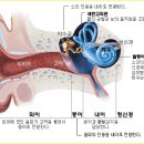 귀에 물이 들어 온다는 것은? 이미지