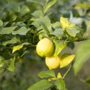 김필환농장 이미지