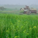 푸른잔디 이미지