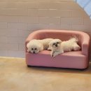 제니스펫 이미지