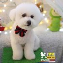 팡팡 컷 전문점