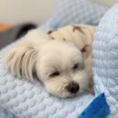 오픈독하우스 이미지