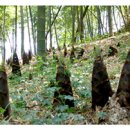 알콩이네 이미지