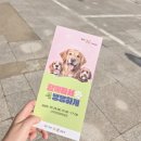 댕댕하개 이미지