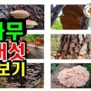 소나무 한입버섯 죽은소나무 버섯 이미지