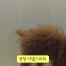 아델스 퍼피 이미지