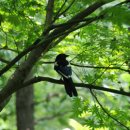 나무와새 이미지