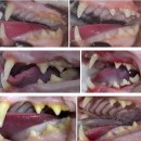하 수의과 동물병원 | [공지] 분당 고양이 스케일링 전문, 노령묘 치석제거 발치 비용[판교 P&amp;P 동물병원]