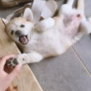 가평감자탕