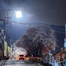 주례여자고등학교 | 부산 야경 명소 어제 방문한 개금벚꽃길 후기 및 주차위치