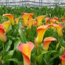 화림농장 이미지