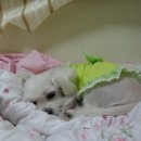 까꿍이 하우스 이미지