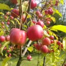 이천한사랑의원 이미지